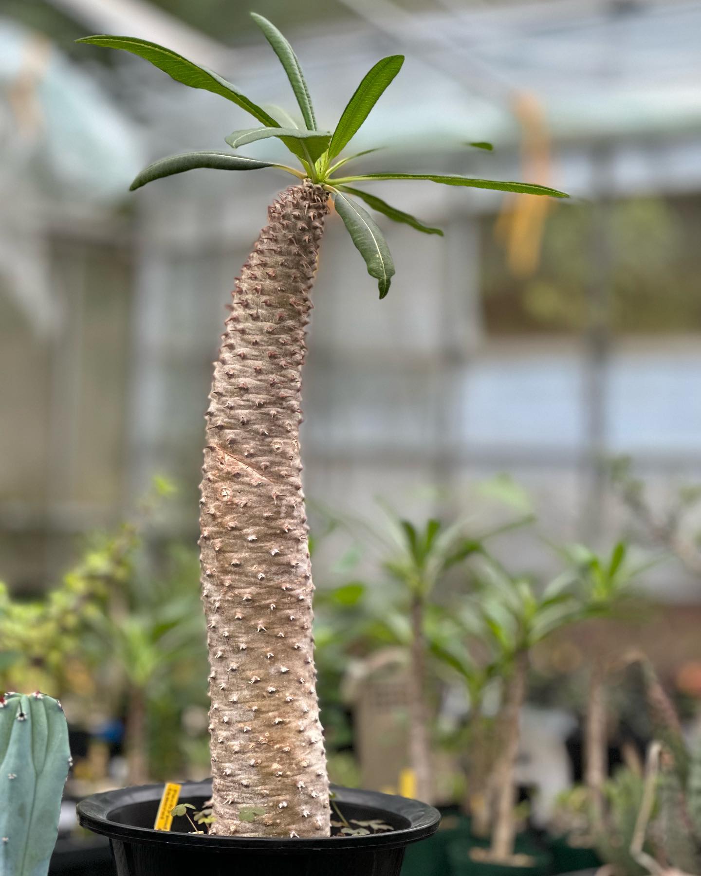 業者さんに地元でサボテン農家🌵を紹介してもらいました😊