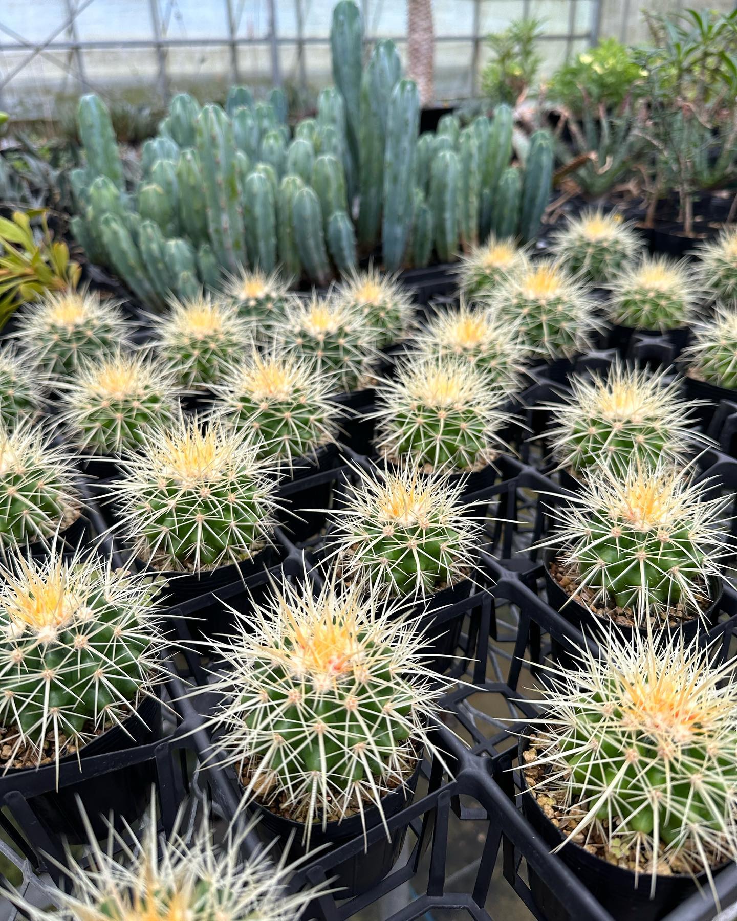 業者さんに地元でサボテン農家🌵を紹介してもらいました😊