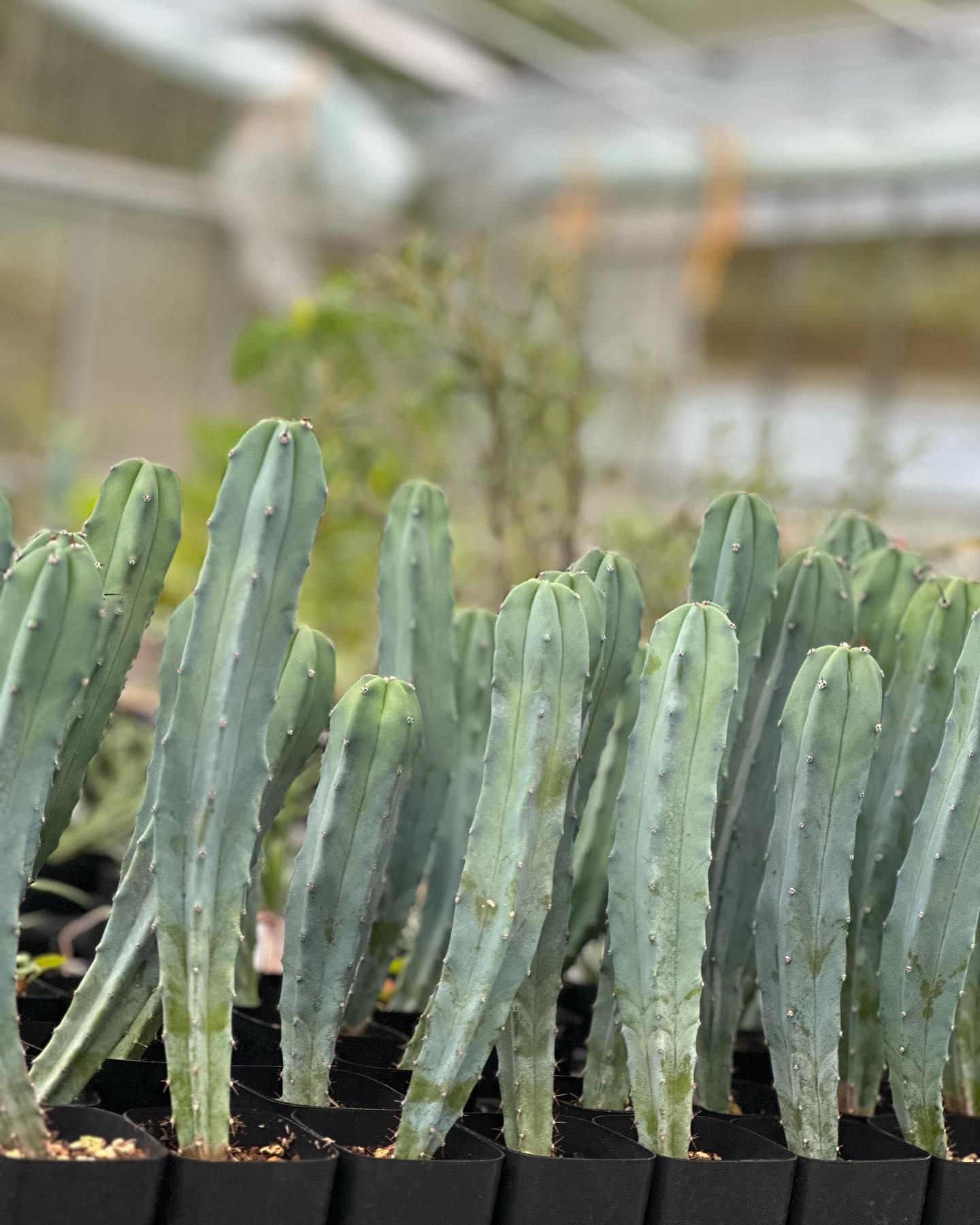 業者さんに地元でサボテン農家🌵を紹介してもらいました😊